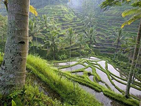 Bali ricefields