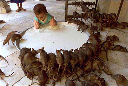 Pest Control Rat Traps, Professional Multi Captsure Vietnam