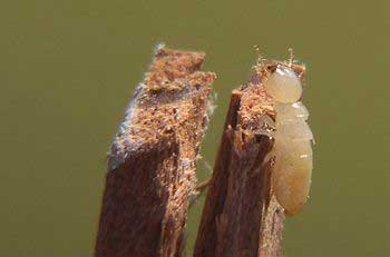 Subteranean Termite